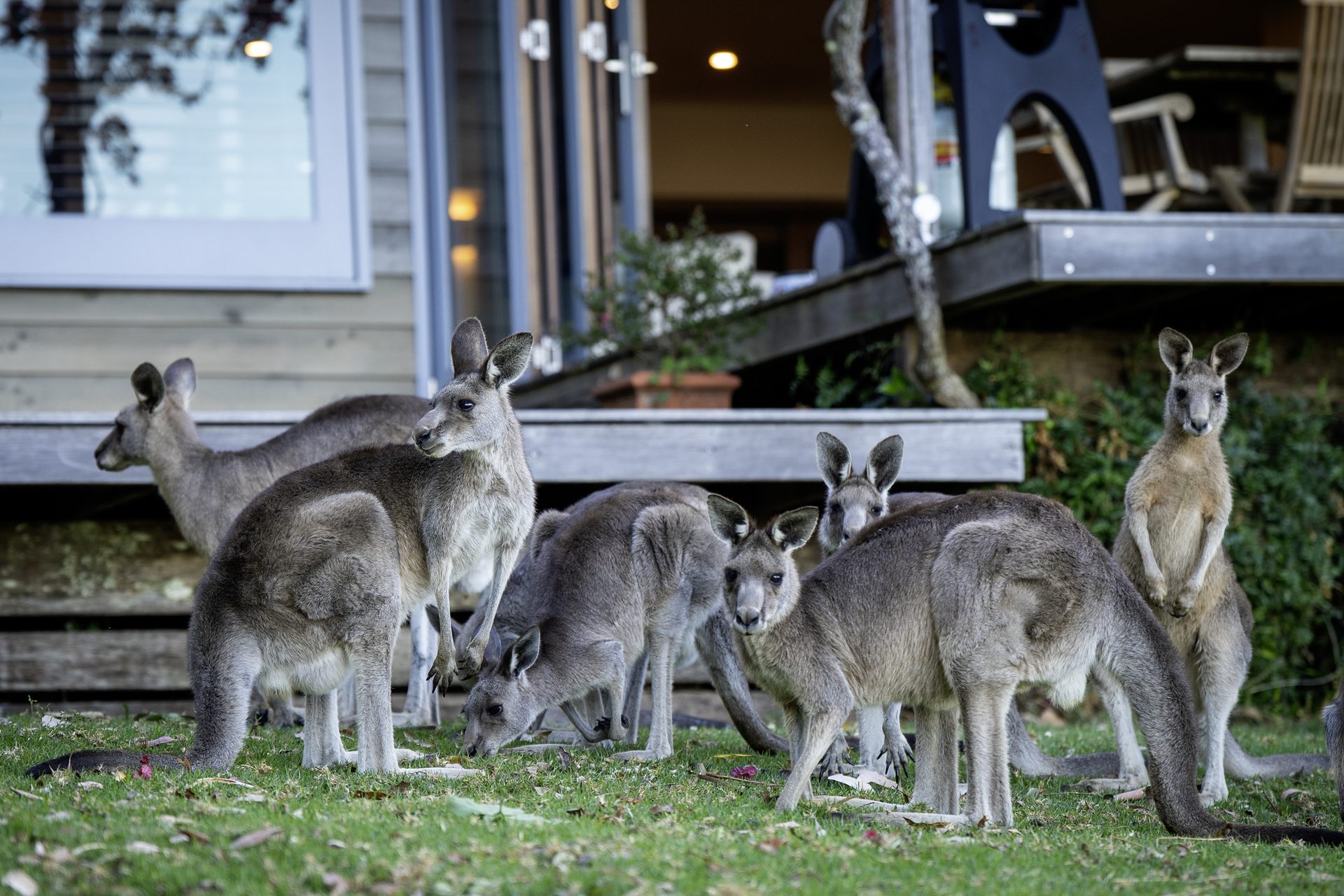 Kangaroos on the lawn