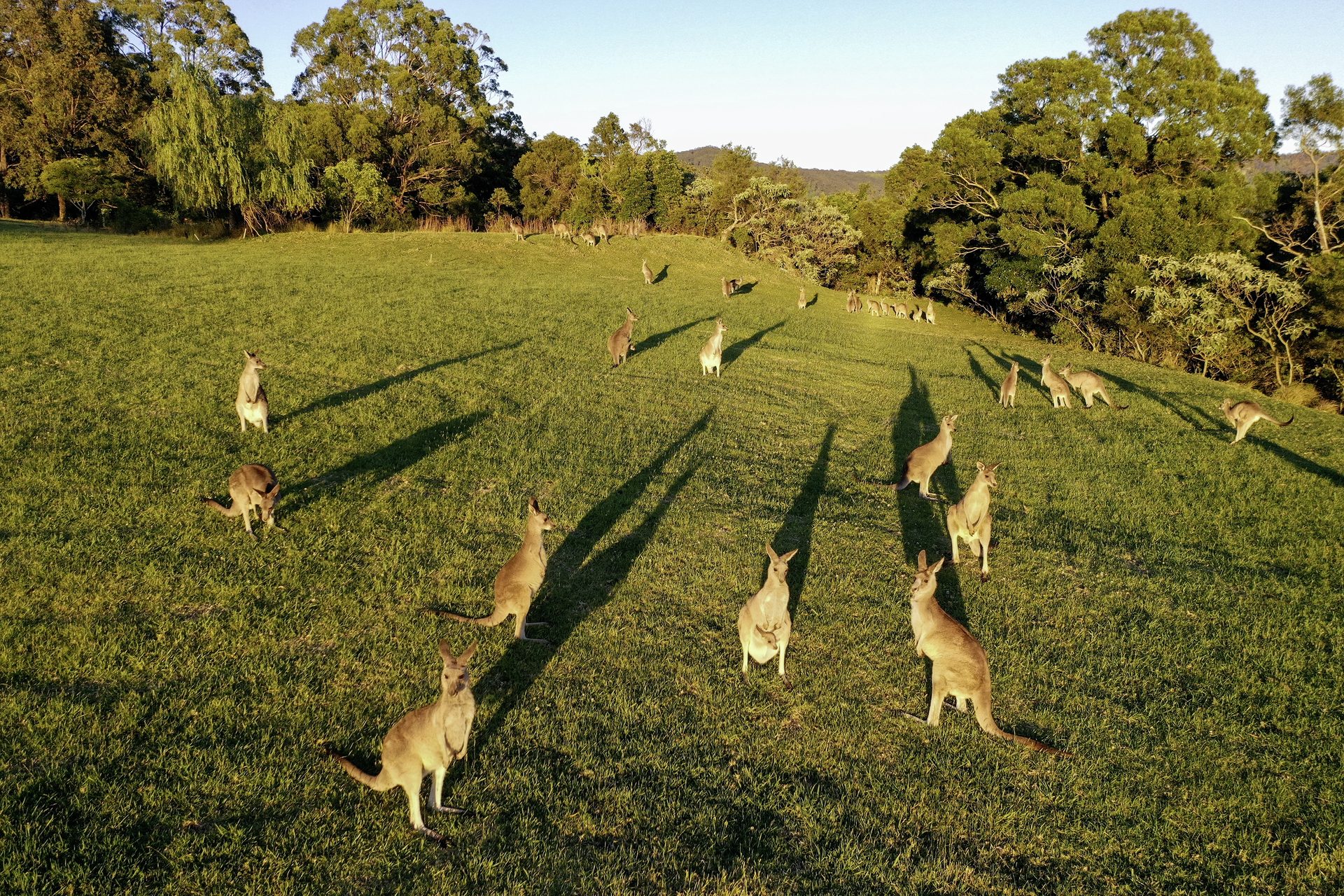 Kangaroos at golden hour