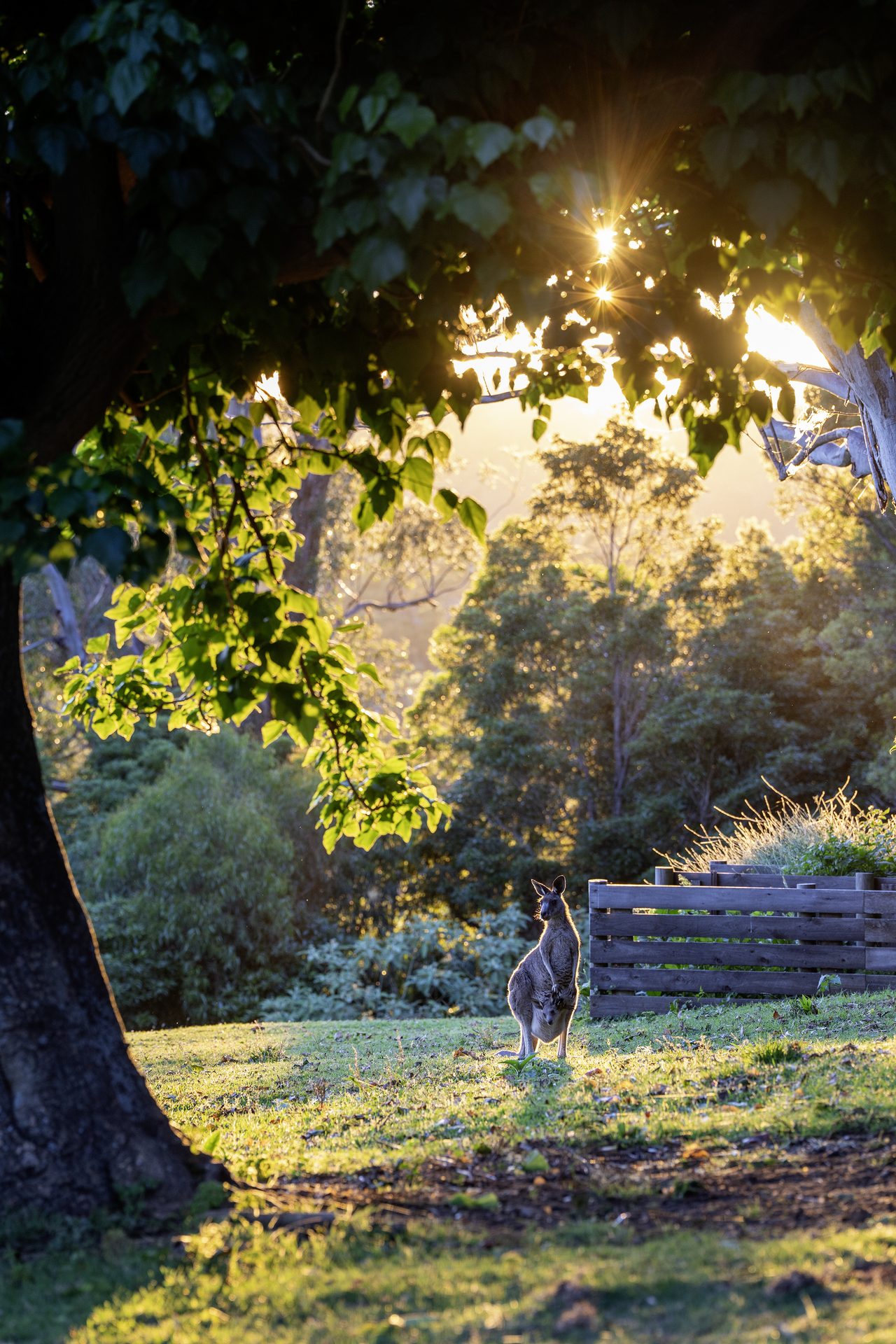 Afternoon light through the trees