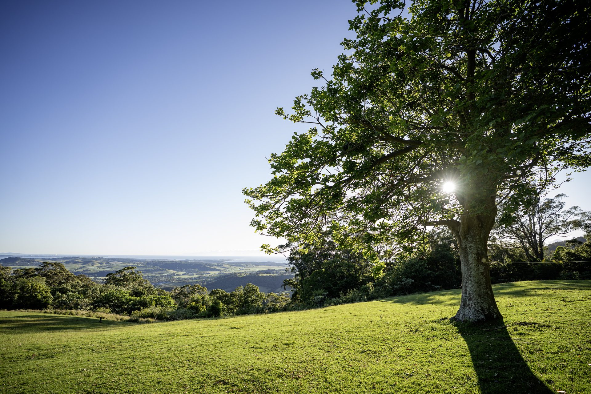 Tree and valley view