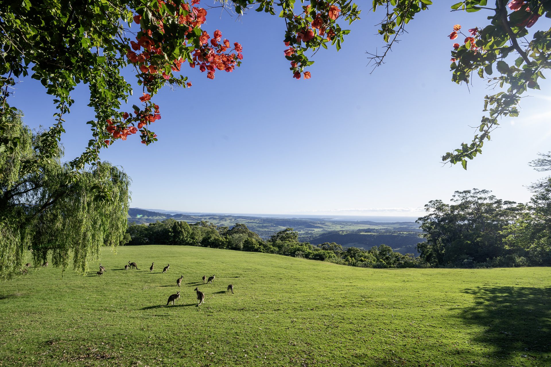 Kangaroos and valley